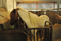 Beautiful coloration of the horses.
