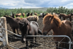 One last look at these beautiful animals.