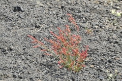 Amazing how flowers spring forth from nothing but crushed volcanic rock.
