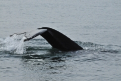 Humpback whales are migratory and spend summers in feeding grounds in higher latitudes toward the Polar Regions where food is abundant. During the autumn and early winter, they migrate in the direction of the Equator to their mating grounds and may travel up to 10,563 miles every year.