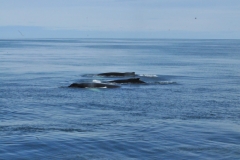Here we have three swimming together.  Humpback whales are without a doubt among the liveliest of the larger whales at the surface. They commonly roll over, leap out of the sea and slap their fins and flukes on the surface with a lot of splashing.