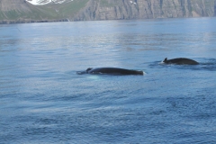 A mother and calf. Reproduction in the North Atlantic takes place during the period between December and April and peaks in February and March. Gestation lasts 11–12 months, with the females usually giving birth to a single calf.