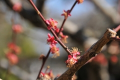 The first Cherry blossoms of the season.