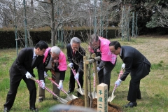 The Mayor of Fuji City Yoshimasa Konagai, Fuji City dignitaries from Fuji City, and Councilman Jerry Kern, and David Nydegger from Oceanside plant the 25 year ceremonial tree for the Oceanside Forrest.