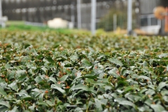 Green tea growing