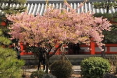 Cherry Blossoms in full bloom. A real treat in the spring.