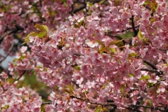 Close up of the Cherry blossoms.