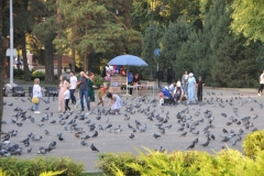 People walking in the park with lots of pigeons waiting for someone to feed them.
