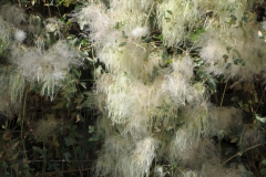 Most unusal flower on the trip. It almost lookes like snow.