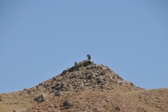 Our hunter friend has sent his son with the eagle to the top of the ridge we see in the distance.