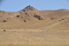 The eagle is  set free to fly and locate the potential kill in the distance.