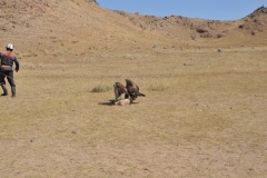 Our friend with a smile on his face and a dead fox skin trailing on a rope behind him as he sprints along the road. With a whistle,  the Golden Eagle loose from the hill top in the distance,  and within moments the eagle  has gained on the carcass skin and is tearing it to pieces, powerful talons ripping into soft fur while the huge wings flap effortlessly in the wind.