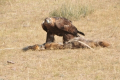 The Golden Eagle swoops down and lands on the fox skin, not a live animal this time, stopping the potential animal in its tracks.
