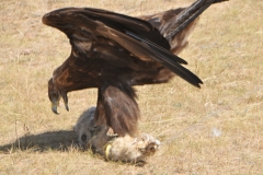 It tightly holds the animals skin for around 45 seconds until the Eagle cannot feel any heart beat. The animal is dead. This time the fox skin.