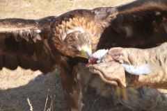 The trainer feeds the eagle a reward so that it thinks it has killed the animal.