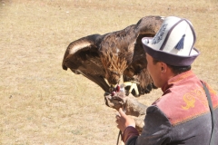 Traditionally, the eagles were captured and trained as an integral part of nomadic life. With their huge wingspans – some reaching well over two meters in length – the golden eagle is adept at not only hunting down prey such as rabbits and foxes but can in rare circumstances even be relied on to defend against wolves.