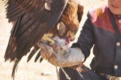 After 15 years in captivity, the birds are released back into the wild to hunt as they wish, and many, and will live on for another twenty years in the mountains and on the steppe.