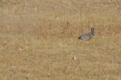 A live rabbit turned lose in the field.  A Golden Eagle is turned lose from the top of the hill.