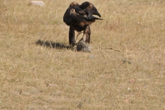 In no time the eagle has circled over head and in seconds has the rabbit in its talons.