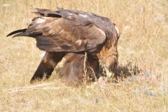 After waiting 45 seconds or feeling  no heart beat the eagle commences to begin the meal for capturing the prey.