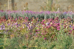Wild flowers growing in the gardens of the Church.