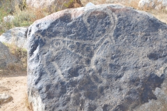 Mountain goat hunting scene.  The large contour image of a goat is depicted in a particularly precise manner.  The image occupies the major part of a stone surface.  The frontal part of that image includes a small man with a bow pointed at a goat and a dog attacking the goat from behind.