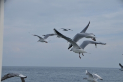 Seagulls flying alongside the ship.