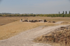 Old burial grounds.