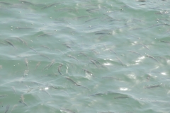 Schools of Fish in the harbor near shore