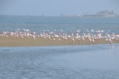 Large numbers of local flamingos abound as do sand  dunes south of the city.