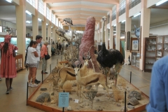 The Swakopmund Museum is run by the Scientific Society Swakopmund. It is the largest privately run museum in Namibia and a favourite amongst locals and guests. On display are various types of indigenous plants, animals, minerals, an archaeological exhibition, the transport system of old and a variety of cultural historical objects. One of a kind and educational is the exhibition “People of Namibia.” It focuses on the traditional heritage of the different ethnic groups of Namibia. I found it very interesting.