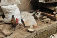Have to tie the chickens down one way or another. They will run away