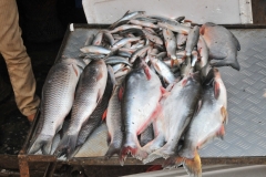 Fresh fish in the hot sun. Check out all the flies