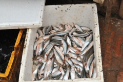 Fish anyone.. yummy!
