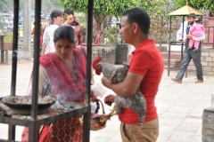 A rooster to be sacrificed