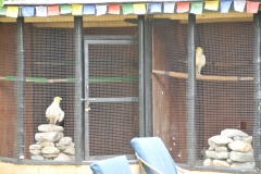 This is the home of the Para Hawking Project. There are 5 Guesthouses and a restaurant. You can have the experience of parahawking and having an Egyptian Vulture literally fly alongside of you and your trained paragliding expert flying tandem. You learn basic fundamental training of these birds of prey.
