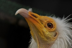 Once you take to the skies accompanied by a feathered friend trained to fly alongside the tandum glider you and your pilot will be led by the Vulture to the best thermal drafts. Look up Para-hawking. Very interesting.