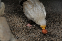 Breaking open an egg with the birds beak.