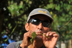 Our river rafting guide breaking the stem of a leaf and blowing across the broken stem getting bubbles from it. .