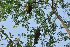 Red ants nests made of leaves in jungle canopy.