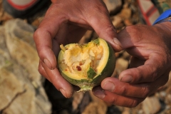 A sour sticky to the touch inside fruit