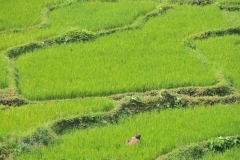 Beautiful rice fields with someone working in the crop