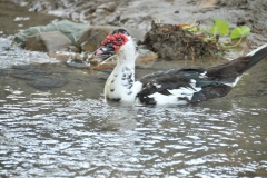 A Muscovy duck. The ugliest duck I have ever seen.