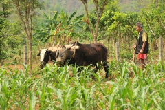 Plowing crops the card way