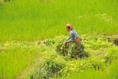 Working in the fields