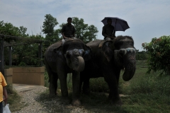 We departed the Seti River camp and rafted the entire morning. We bid farewell to our river guides amd drove for several hours arriving at the Chitwan National Preserve. Upon arrival we were welcomed by two elephants at the entrance of the Hotel Kasara Chitwan Resort.