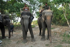 Late afternoon we leave the grounds of the hotel and travel close by to the Chitwan National Park, the oldest National Park in Nepal.