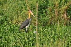 A rare Black Stork