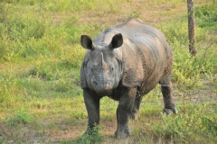 A large rhinoceros