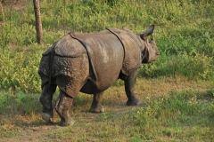 Side view of the rhinoceros. Magnificent animal